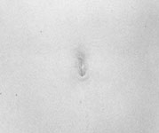 ZOOM - lisa_lyon_1982.jpg