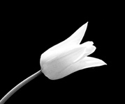 ZOOM - two_tulips_1984.jpg