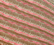 ZOOM - close.jpg